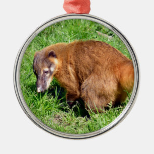 Ring-tailed Coati on grass Metal Ornament