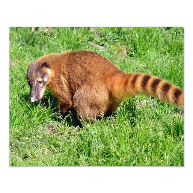 Ring-tailed Coati on grass Photo Print (Front)
