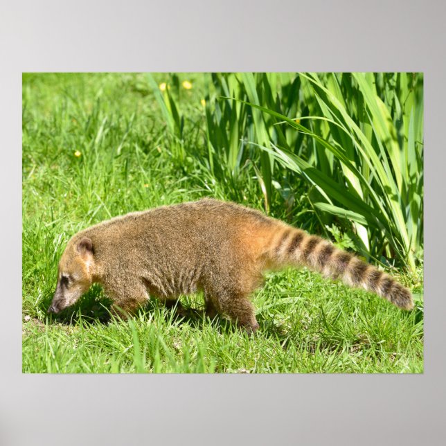 Ring-tailed Coati on grass Poster (Front)