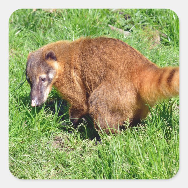 Ring-tailed Coati on grass Square Sticker (Front)