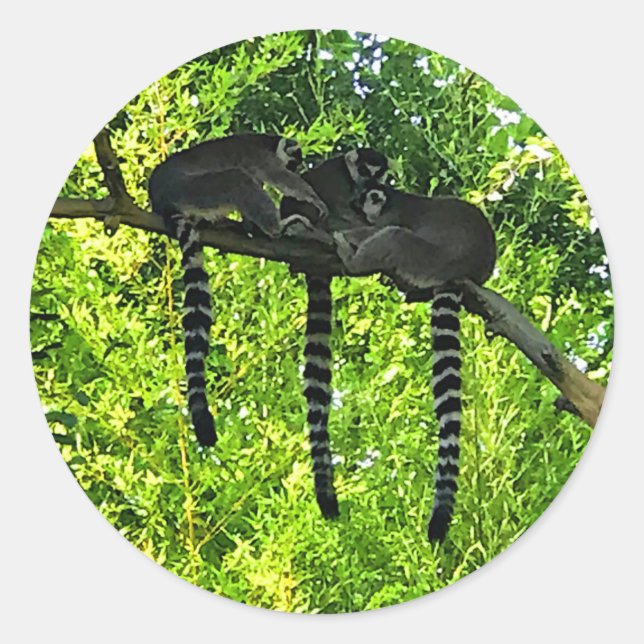 Ring-tailed Lemur #3 Stickers (Front)
