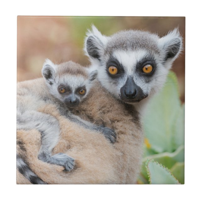 Ring-Tailed Lemur Baby on its Mother's Back Ceramic Tile (Front)