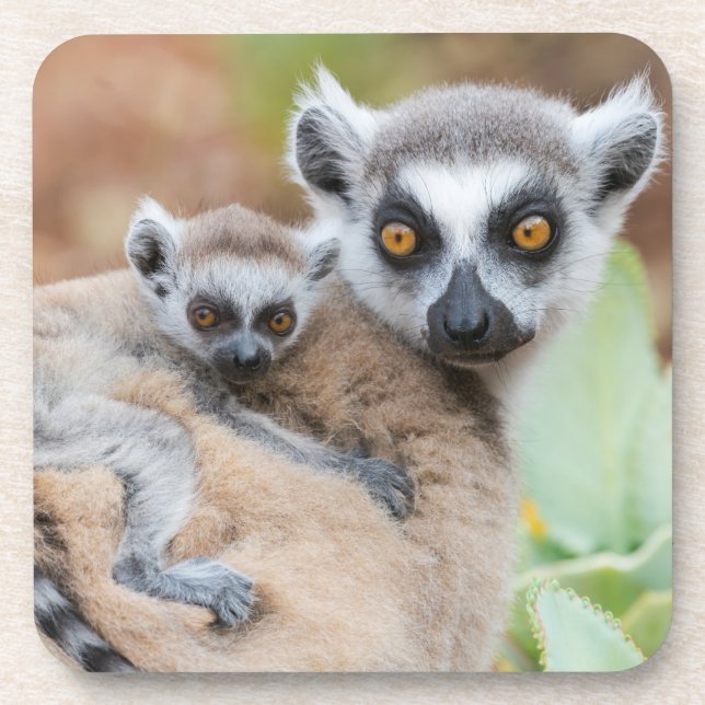 Ring-Tailed Lemur Baby on its Mother's Back Coaster (Front)