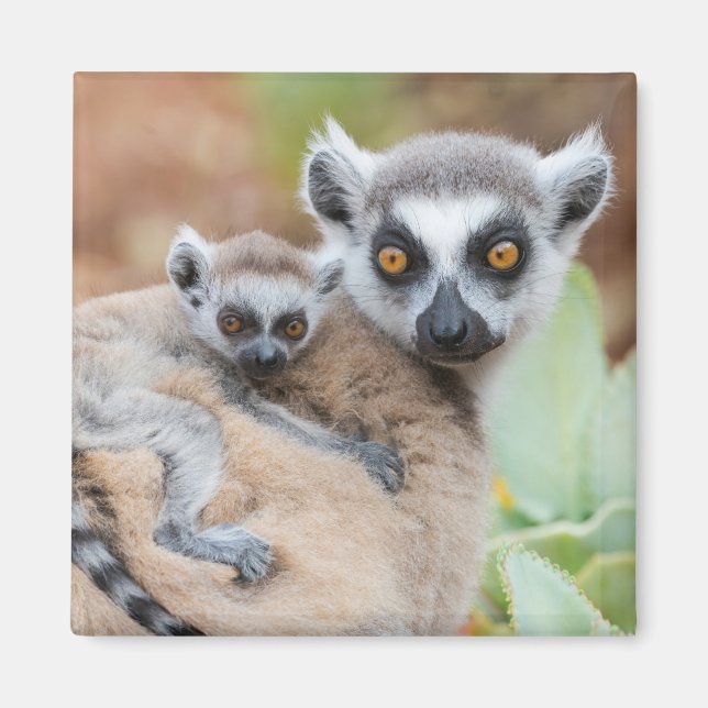 Ring-Tailed Lemur Baby on its Mother's Back Magnet (Front)