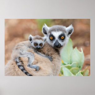 Ring-Tailed Lemur Baby on its Mother's Back Poster
