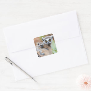 Ring-Tailed Lemur Baby on its Mother's Back Square Sticker