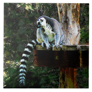 Ring-Tailed Lemur Ceramic Tile