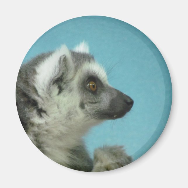 Ring-tailed Lemur Classic Magnet (Front)