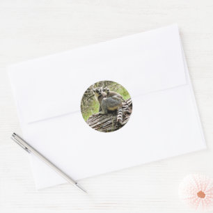RING-TAILED LEMUR CLASSIC ROUND STICKER