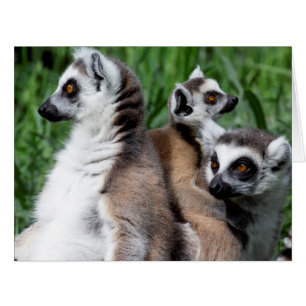 Ring-tailed Lemur Family