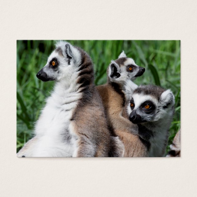 Ring-tailed Lemur Family (Front)