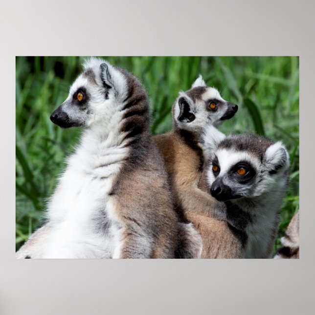 Ring-tailed Lemur Family Poster (Front)