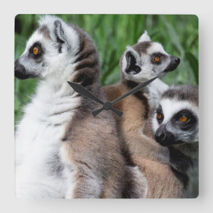 Ring-tailed Lemur Family Square Wall Clock