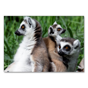 Ring-tailed Lemur Family Table Number