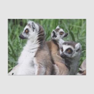Ring-tailed Lemur Family Tissue Paper
