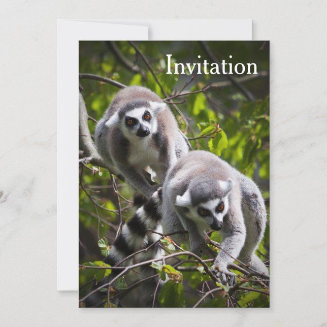 Ring Tailed Lemur Invitation (Front)