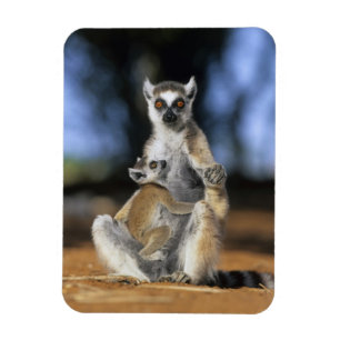 Ring-tailed Lemur, (Lemur catta), Mother and Magnet