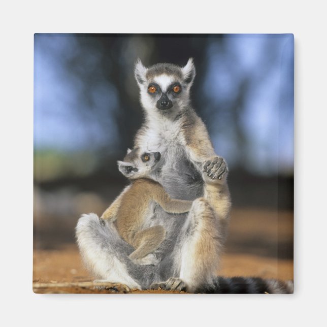 Ring-tailed Lemur, (Lemur catta), Mother and Magnet (Front)