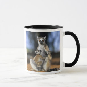 Ring-tailed Lemur, (Lemur catta), Mother and Mug