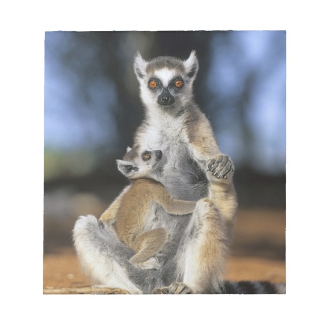Ring-tailed Lemur, (Lemur catta), Mother and Notepad (Front)
