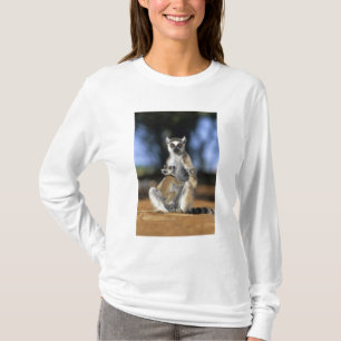Ring-tailed Lemur, (Lemur catta), Mother and T-Shirt
