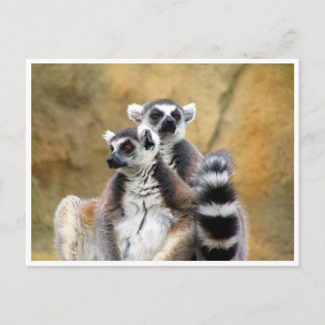 ring-tailed lemur love postcard (Front)