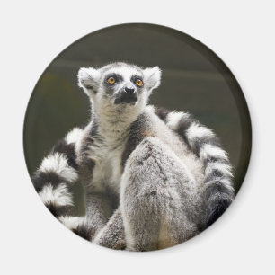 Ring-tailed Lemur Magnet