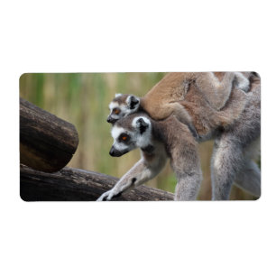 Ring-Tailed Lemur Mother And Baby