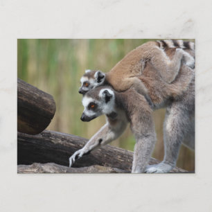 Ring-Tailed Lemur Mother And Baby Postcard