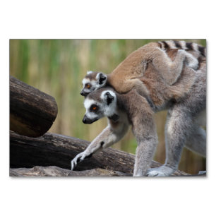 Ring-Tailed Lemur Mother And Baby Table Number