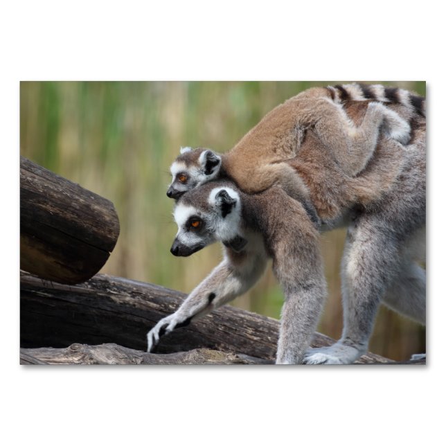 Ring-Tailed Lemur Mother And Baby Table Number (Front)