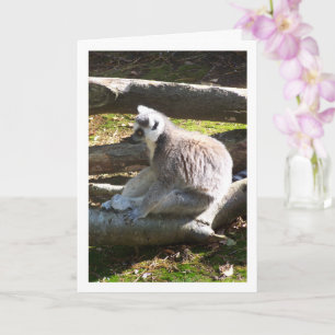 Ring-tailed Lemur On Logs Card