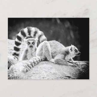 Ring-Tailed Lemur Postcard