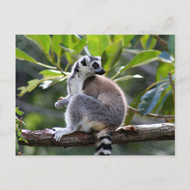 Ring-tailed lemur postcard (Front)