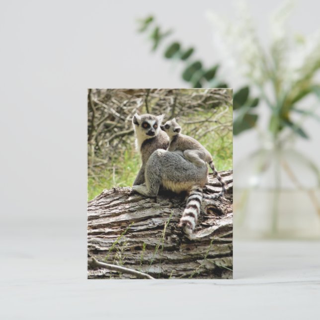 RING-TAILED LEMUR POSTCARD (Standing Front)