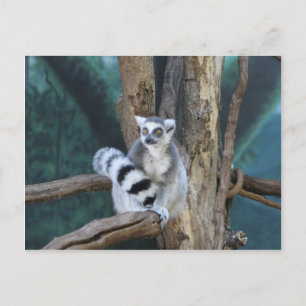 Ring-tailed lemur postcard