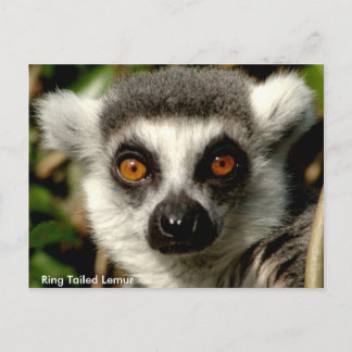 Ring-Tailed Lemur Postcard