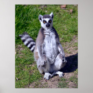 Ring-tailed lemur seating on grass postcard T-Shir Poster
