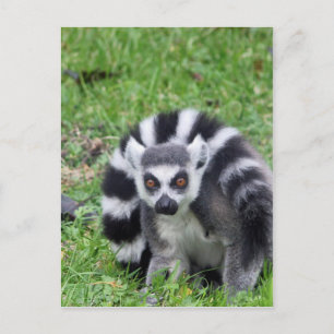ring tailed lemur waiting for mum and lover postcard