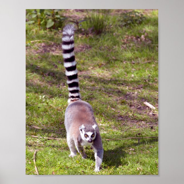 Ring-tailed lemur walking on grass poster (Front)
