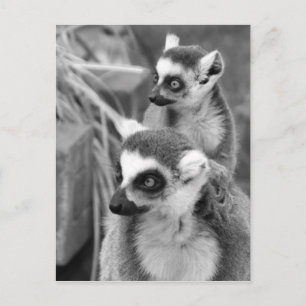 Ring-tailed lemur with baby black and white postcard