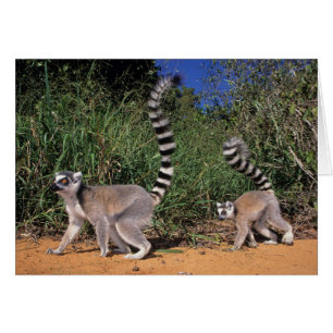Ring-Tailed Lemurs (Lemur Catta), Berenty