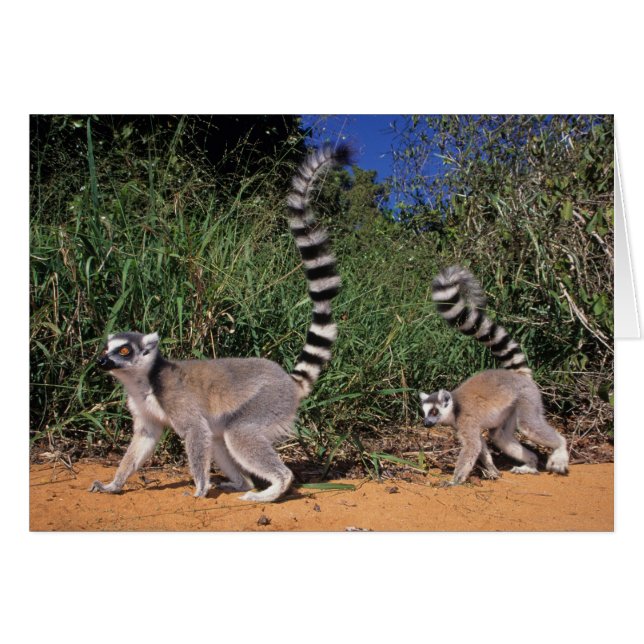 Ring-Tailed Lemurs (Lemur Catta), Berenty (Front Horizontal)
