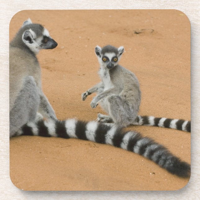 Ring-tailed Lemurs, (Lemur catta), Berenty Coaster (Front)