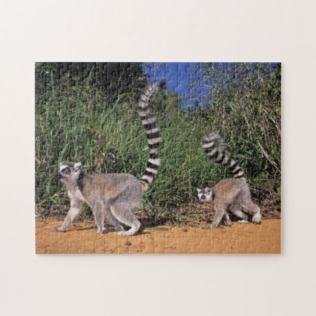 Ring-Tailed Lemurs (Lemur Catta), Berenty Jigsaw Puzzle (Horizontal)