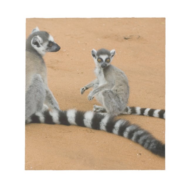 Ring-tailed Lemurs, (Lemur catta), Berenty Notepad (Front)