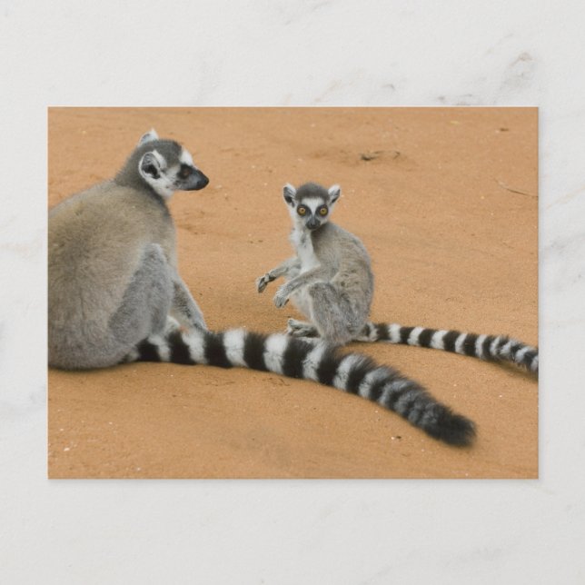 Ring-tailed Lemurs, (Lemur catta), Berenty Postcard (Front)