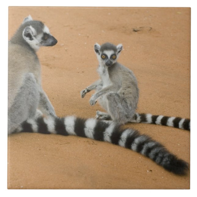 Ring-tailed Lemurs, (Lemur catta), Berenty Tile (Front)