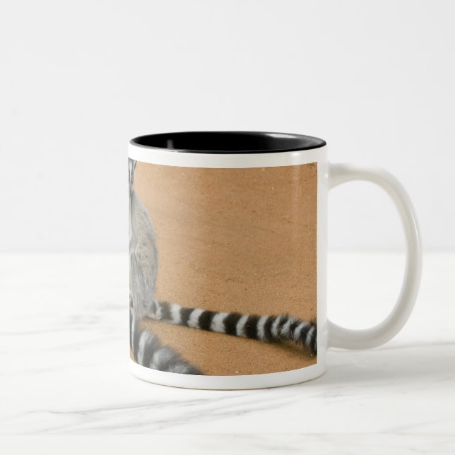 Ring-tailed Lemurs, (Lemur catta), Berenty Two-Tone Coffee Mug (Right)