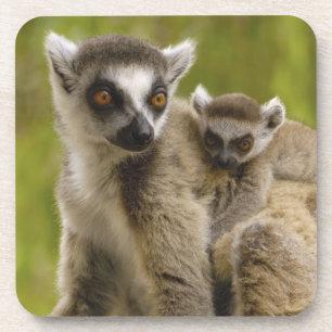 Ring-tailed lemurs (Lemur catta) Mother & baby. Coaster